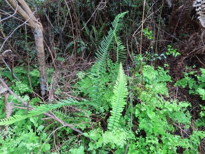 Blechnum australe, photographed by linkie