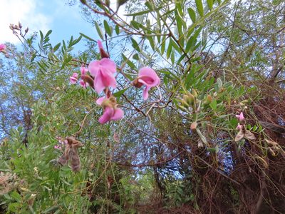 Virgilia oroboides, photographed by linkie