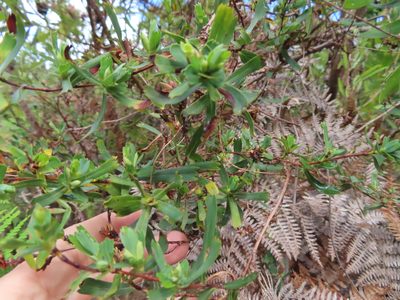 Cliffortia cuneata, photographed by linkie