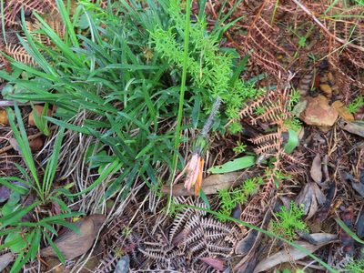 Gazania ciliaris, photographed by linkie
