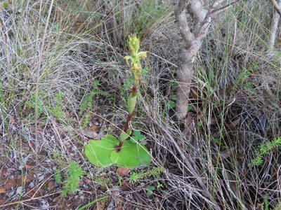 Satyrium bicorne, photographed by linkie
