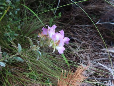 Podalyria variabilis, photographed by linkie