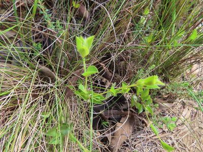 Psoralea imbricata, photographed by linkie
