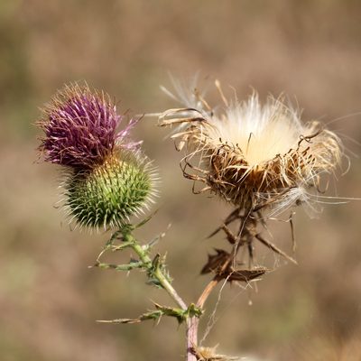 Cirsium serrulatum, photographed by Юрий Данилевский (Yuriy Danilevsky)