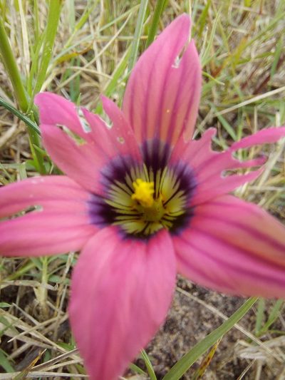 Romulea obscura, photographed by Jacques van der Merwe
