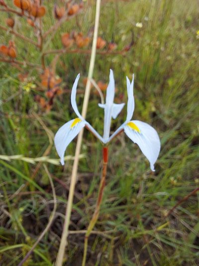 Moraea ogamana, photographed by Jacques van der Merwe