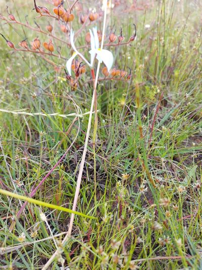 Moraea ogamana, photographed by Jacques van der Merwe