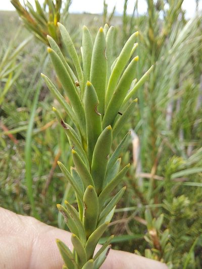 Leucadendron stellare, photographed by Jacques van der Merwe