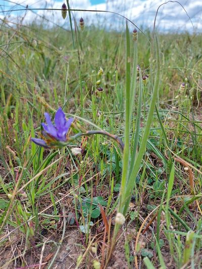 Babiana secunda, photographed by Jacques van der Merwe