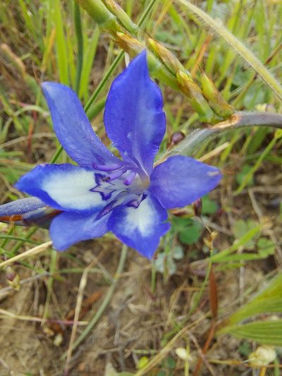 Babiana secunda, photographed by Jacques van der Merwe