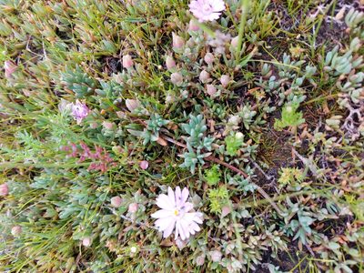 Lampranthus sociorum, photographed by Jacques van der Merwe