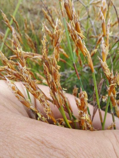 Restio duthieae, photographed by Jacques van der Merwe