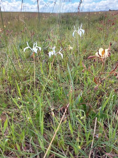 Moraea ogamana, photographed by Jacques van der Merwe