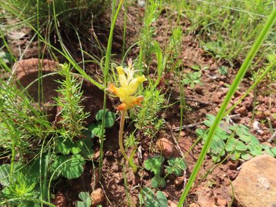 Lachenalia orchioides, photographed by linkie