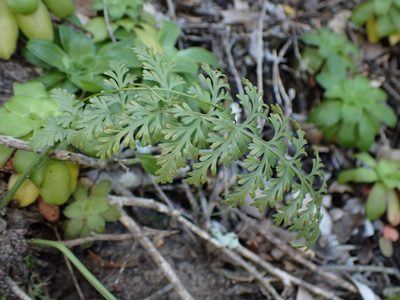 Asplenium rutifolium, photographed by Di Turner