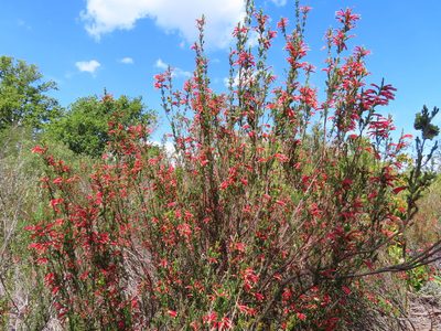 Erica versicolor, photographed by linkie