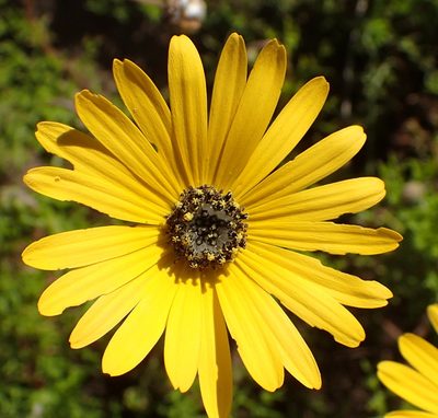 Ursinia chrysanthemoides, photographed by Nicola van Berkel