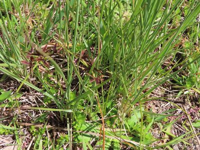 Cyperus mundii, photographed by linkie