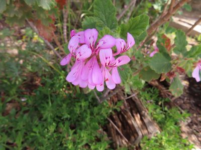 Pelargonium panduriforme, photographed by linkie