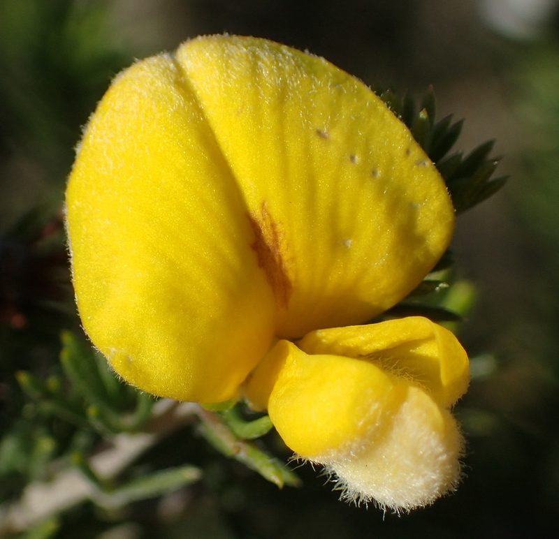 Aspalathus kougaensis, photographed by Nicola van Berkel