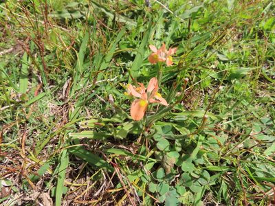 Moraea papilionacea, photographed by linkie
