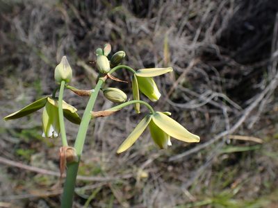 Albuca cooperi, photographed by Di Turner