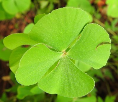 Marsilea vestita, photographed by saltyhiker