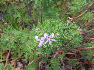 Pelargonium radens, photographed by linkie