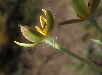 Hypoxis villosa, photographed by Nicola van Berkel