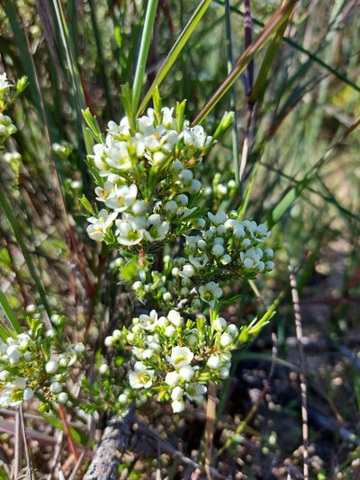 Diosma aspalathoides, photographed by Jacques van der Merwe