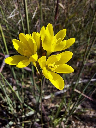Ixia odorata, photographed by Jacques van der Merwe