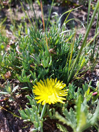 Lampranthus explanatus, photographed by Jacques van der Merwe