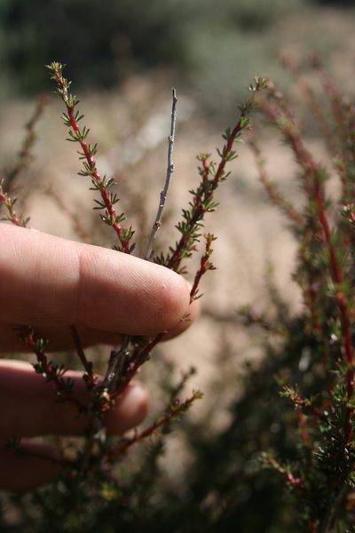 Cliffortia acockii, photographed by Jacques van der Merwe