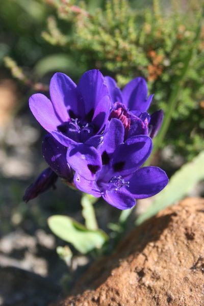 Codonorhiza azurea, photographed by Jacques van der Merwe