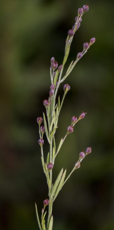 Lechea stricta, photographed by aarongunnar