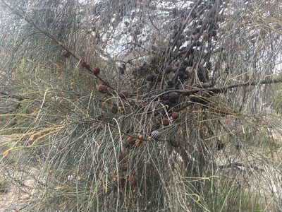 Allocasuarina verticillata, photographed by Paul Coddington