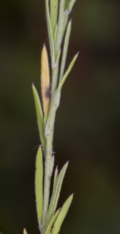 Lechea stricta, photographed by aarongunnar
