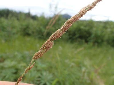 Calamagrostis stricta, photographed by Matt Bowser