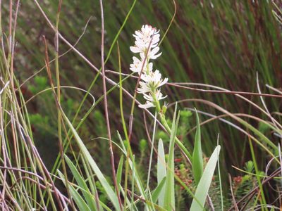 Wurmbea punctata, photographed by linkie