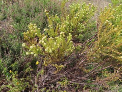 Thesium scabrum, photographed by linkie