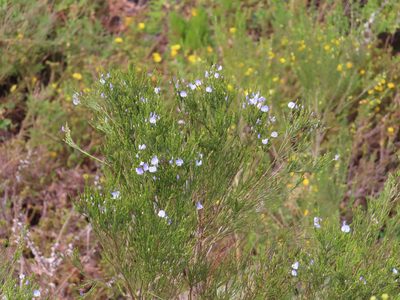 Psoralea affinis, photographed by linkie