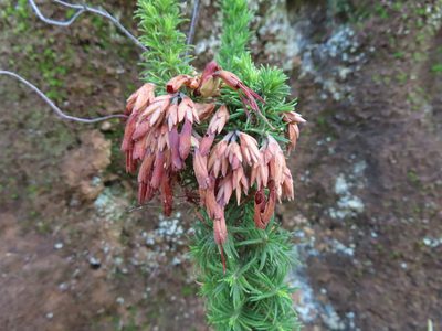 Erica coccinea, photographed by linkie