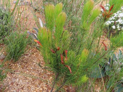 Erica grandiflora, photographed by linkie