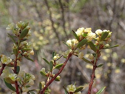 Clutia polifolia, photographed by Di Turner