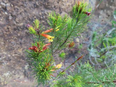 Erica grandiflora, photographed by linkie