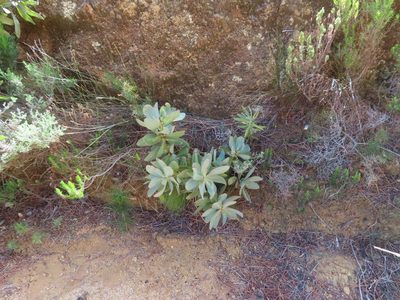 Protea grandiceps, photographed by linkie