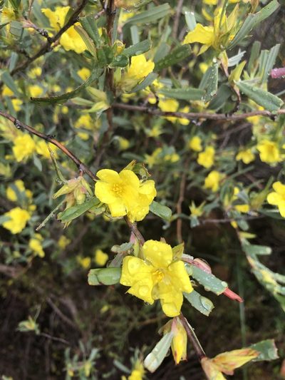 Hibbertia subvaginata, photographed by James