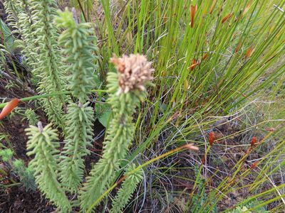 Campylostachys cernua, photographed by linkie