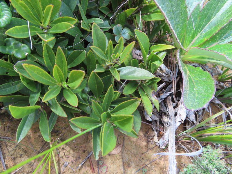 Psoralea zeyheri, photographed by linkie