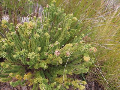 Campylostachys cernua, photographed by linkie